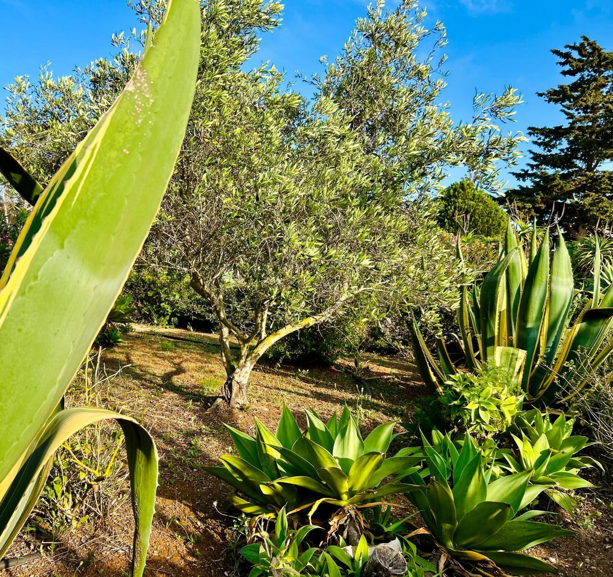 Villa Primavera Favignana Luaran gambar